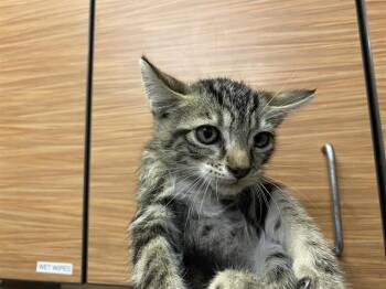 A613851 -  Domestic Short Hair Cat for Adoption in Modesto, California - A613851 | PetCurious