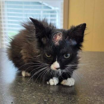 Skully -  Domestic Short Hair Cat for Adoption in Jackson, Missouri - Skully | PetCurious