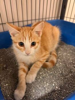 Leif -  Domestic Short Hair Cat for Adoption in Blountville, Tennessee - Leif | PetCurious