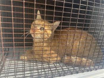A662217 -  Domestic Short Hair Cat for Adoption in Houston, Texas - A662217 | PetCurious