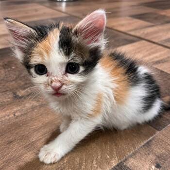 Cinnamon -  Domestic Short Hair Cat for Adoption in Mount Vernon, Indiana - Cinnamon | PetCurious