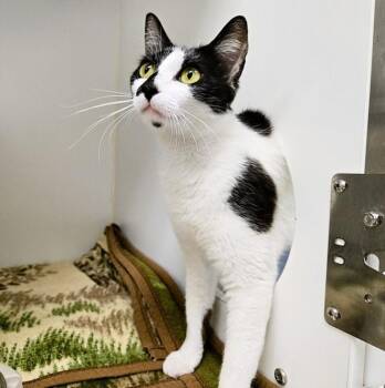 Domestic Short Hair Cats Available for Adoption in Texas City, Texas - OREO | PetCurious