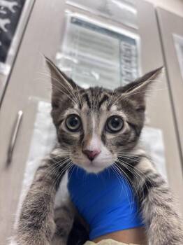 ABBOT -  Domestic Short Hair Cat Available for Adoption in Las Vegas, Nevada - ABBOT | PetCurious