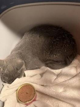 Squire -  Domestic Short Hair Cat for Adoption in Atlanta, Georgia - Squire | PetCurious