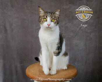 Rescue Domestic Short Hair Cats for Adoption in Riverside, California - Sage 2 | PetCurious