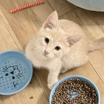 Rescue Domestic Short Hair Cats for Adoption in Boerne, Texas - Cornbread Dressing | PetCurious