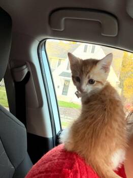 ? (N) -  Domestic Short Hair Cat Available for Adoption in Liberty, New York - ? (N) | PetCurious