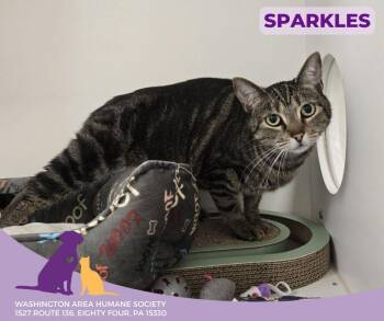 Rescue Domestic Short Hair Cats for Adoption in Eighty Four, Pennsylvania - Sparkles | PetCurious