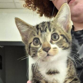 Pancake -  Domestic Short Hair Cat for Adoption in Zanesville, Ohio - Pancake | PetCurious