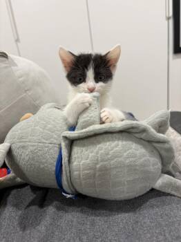 River -  Domestic Short Hair Cat for Adoption in Herndon, Virginia - River | PetCurious