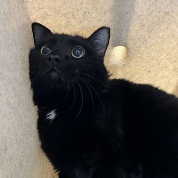 Rescue Domestic Short Hair Cats for Adoption in Lyndhurst, Virginia - Crankshaft | PetCurious