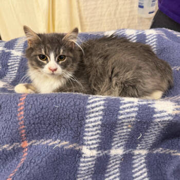 Rescue Domestic Medium Hair Cats for Adoption in Cheyenne, Wyoming - Nancy | PetCurious