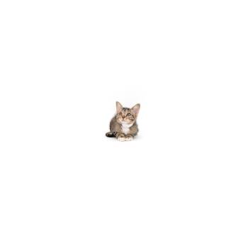 Cider -  Domestic Short Hair Cat for Adoption in Los Angeles, California - Cider | PetCurious