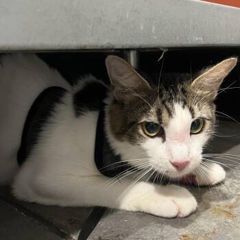 Khaleesi -  Domestic Short Hair Cat for Adoption in Tampa, Florida - Khaleesi | PetCurious
