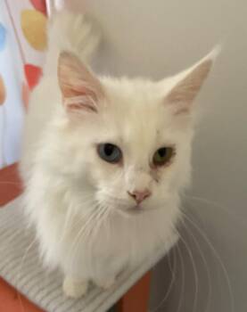 Lucky -  Maine Coon Cat for Adoption in Stoughton, Wisconsin - Lucky | PetCurious