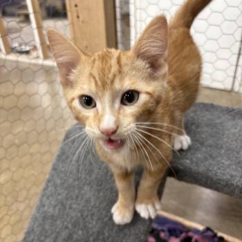 Pumpkin -  Domestic Short Hair Cat for Adoption in Faribault, Minnesota - Pumpkin | PetCurious