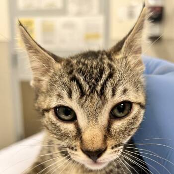 Rescue Domestic Short Hair Cats for Adoption in Las Cruces, New Mexico - Tigger | PetCurious