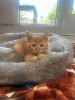 MIKE -  Domestic Short Hair Cat for Adoption in Loveland, Colorado - MIKE | PetCurious