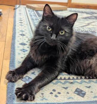 Silvona -  Domestic Short Hair Cat for Adoption in Shelton, Washington - Silvona | PetCurious