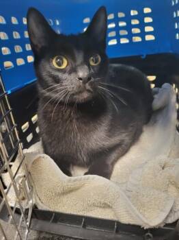Domestic Short Hair Cats Available for Adoption in Lawrenceville, Georgia - Nf 25c | PetCurious