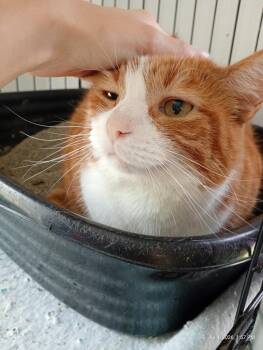 Morris -  Domestic Short Hair Cat for Adoption in Saint James, Minnesota - Morris | PetCurious