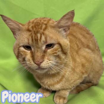 Pioneer -  Domestic Short Hair Cat for Adoption in Sorrento, Louisiana - Pioneer | PetCurious