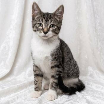 Meowster -  Domestic Short Hair Cat for Adoption in Miami, Florida - Meowster | PetCurious