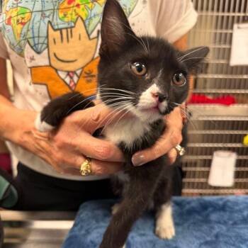 Maeve 26-07-148 -  Domestic Short Hair Cat for Adoption in Bastrop, Texas - Maeve 26-07-148 | PetCurious