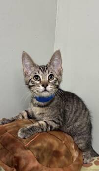 Eggo -  Domestic Short Hair Cat for Adoption in Picayune, Mississippi - Eggo | PetCurious