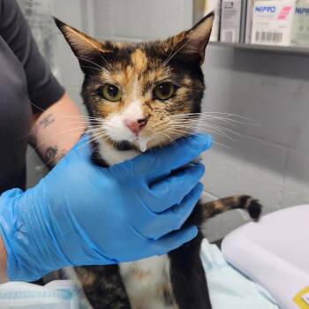 Doc -  Domestic Short Hair Cat for Adoption in Summerville, South Carolina - Doc | PetCurious
