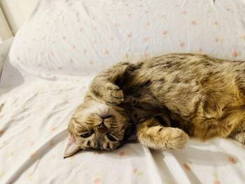 Eagles: Witchy Woman -  Tabby and Exotic Shorthair Cat for Adoption - Eagles: Witchy Woman | PetCurious