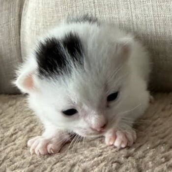 Rescue Domestic Short Hair Cats for Adoption - Oswald | PetCurious