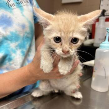 Louie -  Domestic Short Hair Cat for Adoption in Newport, North Carolina - Louie | PetCurious