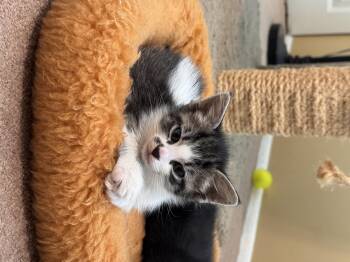 Reba -  Domestic Short Hair Cat Available for Adoption in Bethel Park, Pennsylvania - Reba | PetCurious