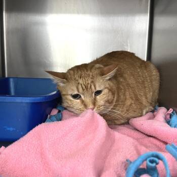 Domestic Short Hair Cats Available for Adoption - Barthalamew | PetCurious