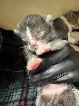 Grey Goose -  Domestic Short Hair Cat for Adoption in Chamblee, Georgia - Grey Goose | PetCurious