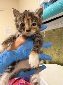 TINY -  Domestic Short Hair Cat for Adoption in Riverside, California - TINY | PetCurious