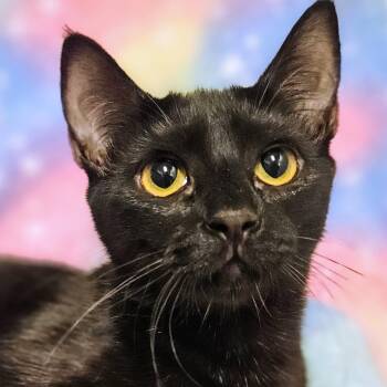 Daisy - Rancho Cucamonga PetSmart -  Domestic Short Hair Cat for Adoption in Yorba Linda, California - Daisy - Rancho Cucamonga PetSmart | PetCurious