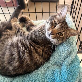 Poisson -  Maine Coon and Domestic Long Hair Cat for Adoption in Rocky Mount, Virginia - Poisson | PetCurious