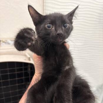 Meow Mix -  Domestic Short Hair Cat for Adoption in NEW PT RICHEY, Florida - Meow Mix | PetCurious