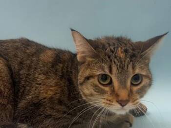Marshmallow -  Domestic Short Hair Cat for Adoption in Woodbury, Minnesota - Marshmallow | PetCurious