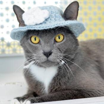 Misty -  Domestic Short Hair Cat for Adoption in Sanford, Florida - Misty | PetCurious