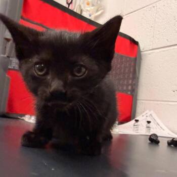 Pickles -  Domestic Short Hair Cat for Adoption in Evensville, Tennessee - Pickles | PetCurious