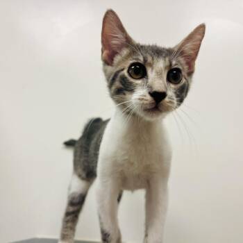 Apex -  Domestic Short Hair Cat for Adoption in Sarasota, Florida - Apex | PetCurious
