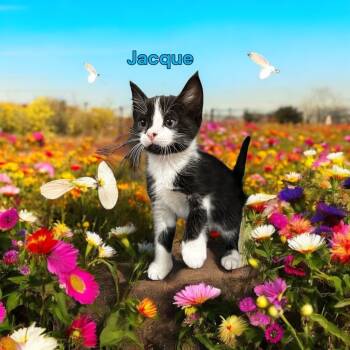 Rescue Domestic Short Hair Cats for Adoption in Jim Thorpe, Pennsylvania - Jacque | PetCurious