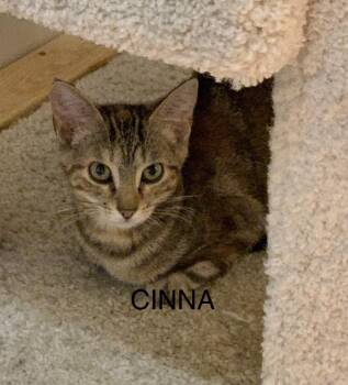 Cinna -  Domestic Short Hair Cat for Adoption in Saint Charles, Missouri - Cinna | PetCurious