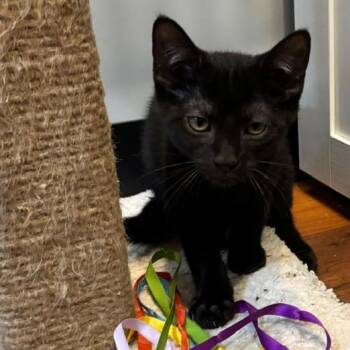 Kiwi -  Domestic Short Hair Cat for Adoption in Potomac, Maryland - Kiwi | PetCurious