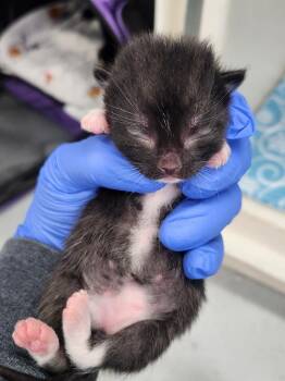 Doc Holliday -  Domestic Short Hair Cat Available for Adoption in Westfield, Wisconsin - Doc Holliday | PetCurious