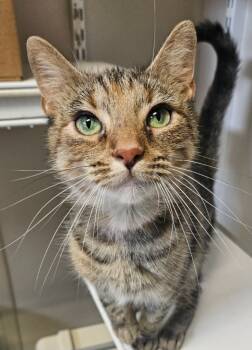 Rescue Domestic Short Hair Cats for Adoption in Fremont, Ohio - Clove | PetCurious