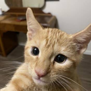 Michael Bacon FHA8_3 -  Domestic Short Hair Cat for Adoption in Columbia, Missouri - Michael Bacon FHA8_3 | PetCurious